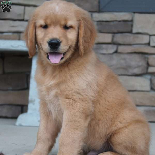 Jip, Golden Retriever Puppy